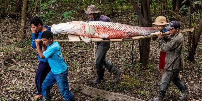 Com manejo sustentável, pirarucu recupera estoque natural na região do Médio Solimões