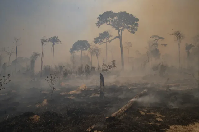 Inteligência artificial: queimadas na Amazônia serão monitoradas por ChatBot
