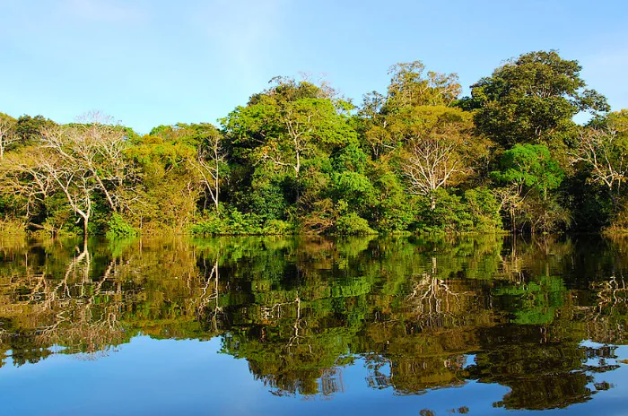 Estudo aponta que um sexto da diversidade de árvores da Amazônia depende de áreas de várzea