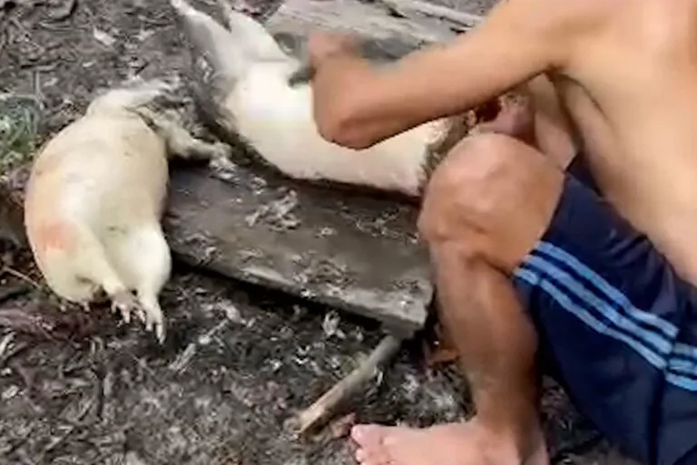 Homens caçam mais de 35 pacas em MT; Ibama abre investigação