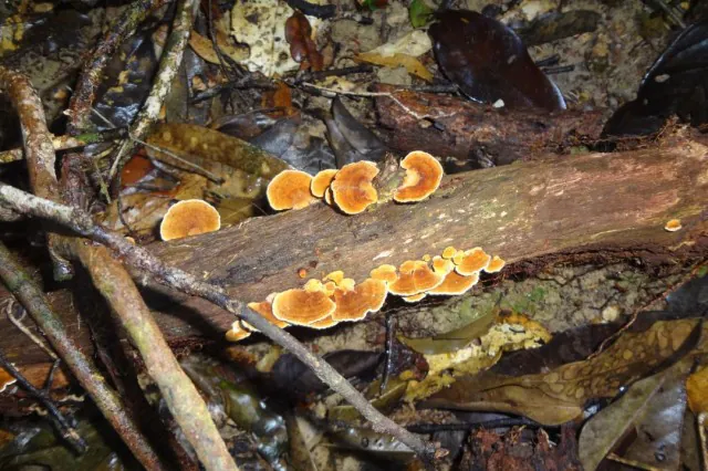 Pesquisa analisa importância e impactos do manejo florestal sustentável no Amazonas