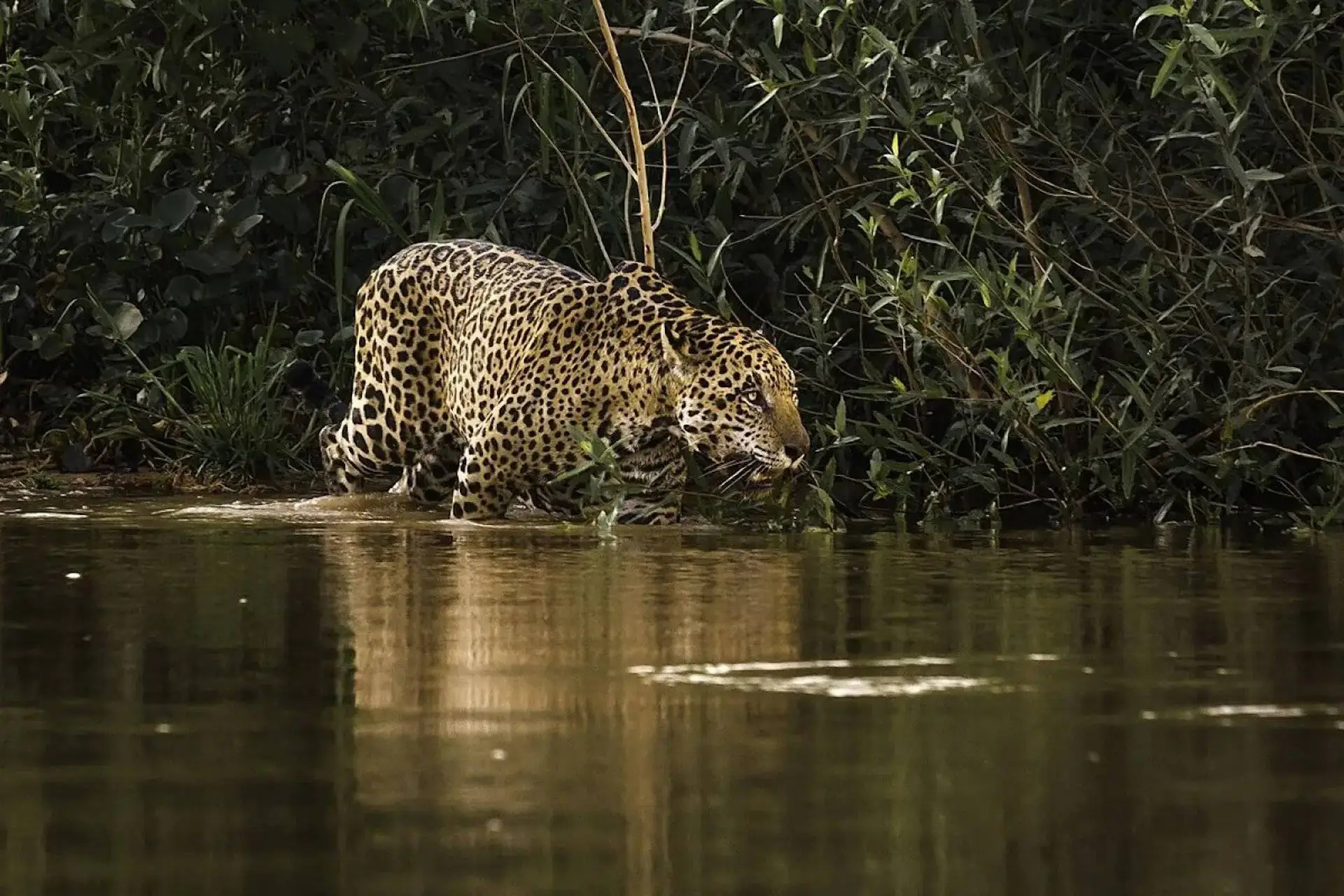 Destruição do Cerrado emperra mega corredor da onça-pintada