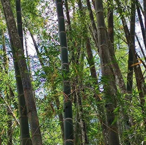 Estudo mostra potencial do bambu no Acre