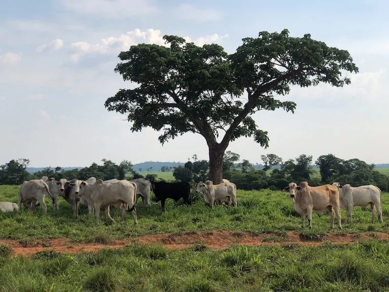 No cinturão da soja, bancos de sementes comunitários dão esperança à Amazônia