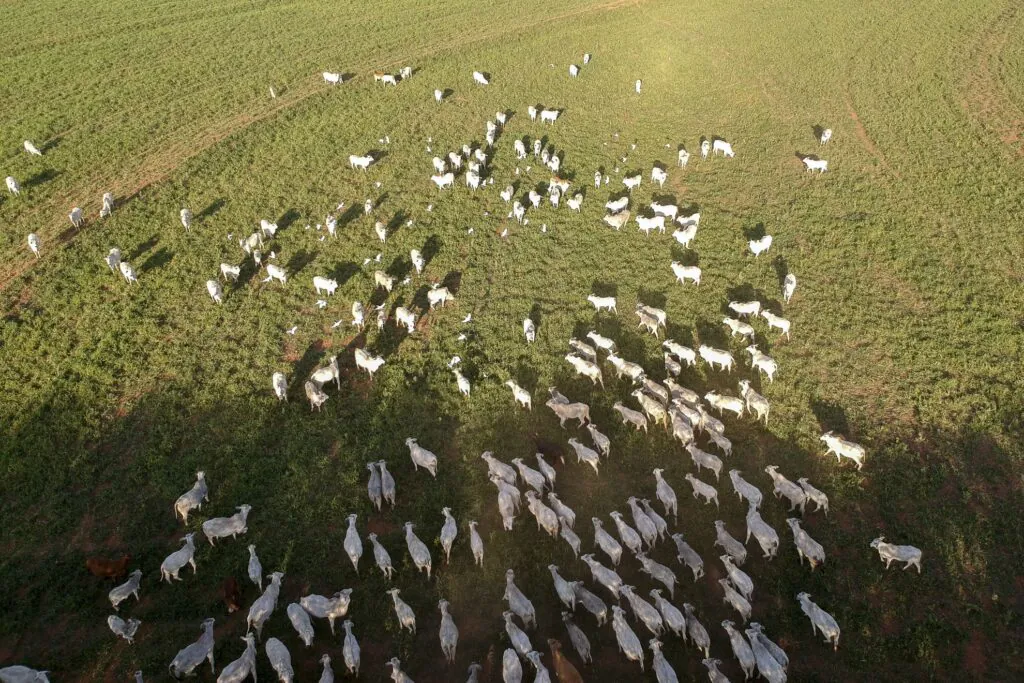 Protocolo estabelece compromissos para criação de gado no Cerrado
