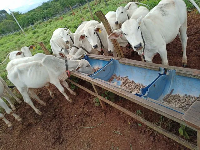 Pesquisadores mato-grossenses buscam melhoraria na produtividade e reduzir emissões de metano na pecuária