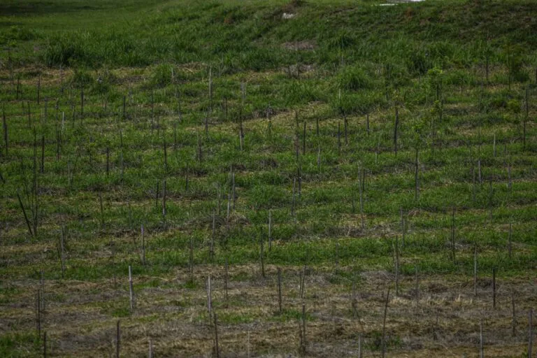 Só a restauração ecológica será o suficiente para a persistência dos ecossistemas?