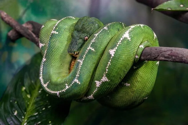 Você sabia que existe uma cobra com nome de ave e que passa a vida pendurada em árvores?