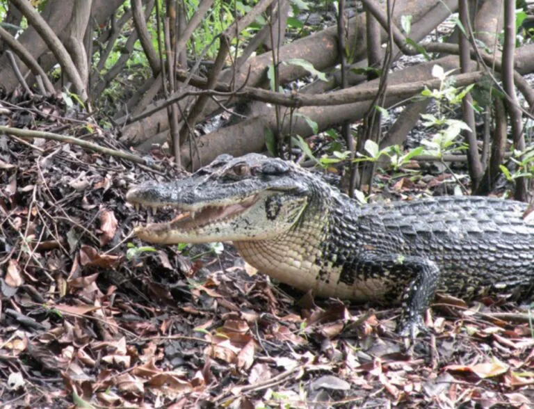 Especialista explica por quê o jacaré-açu é um dos que mais se envolvem em acidentes na Amazônia