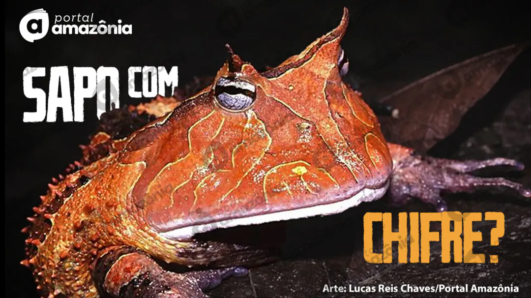 Sapo com chifres? Anfíbio com característica inusitada se camufla entre em folhas