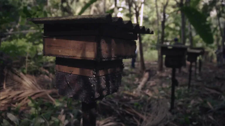 Echos da Amazônia: Meliponicultura com abelhas nativas, fortalece a renda familiar em Itapiranga