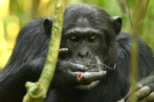 Pesquisadores lideram projeto para proteger chimpanzés na Uganda