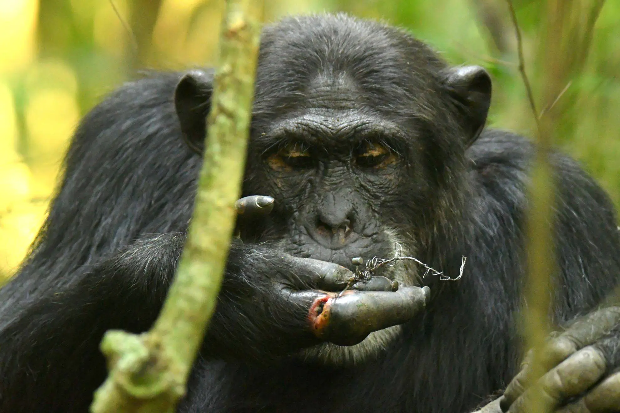 Pesquisadores lideram projeto para proteger chimpanzés na Uganda