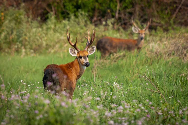 Predominância do bioma no município é tema de nova publicação do IBGE