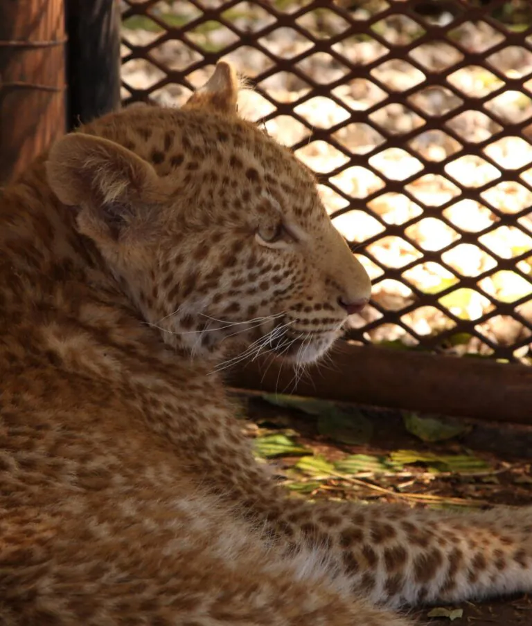 Raro 'leopardo-morango' é avistado pela primeira vez na Tanzânia