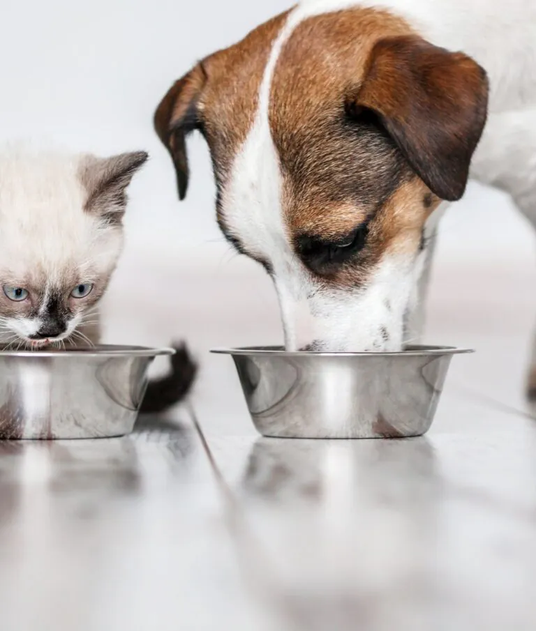 Reino Unido vai usar carne de laboratório para ração de animais de estimação