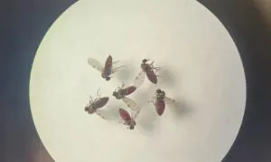 Com casos isolados e surtos relatados na Amazônia, entenda o que é a Febre do Oropouche