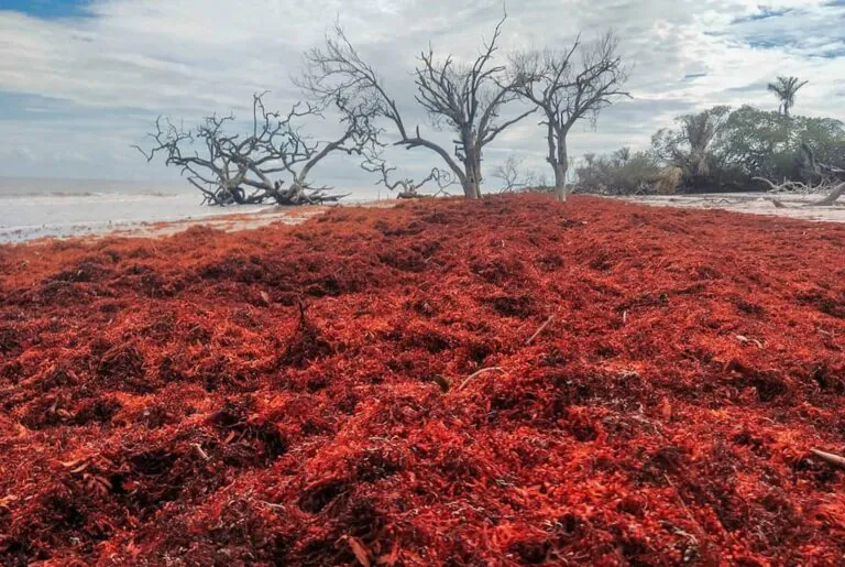 Uma alga desafia o Brasil: Estamos preparados para uma nova arribada massiva de Sargaços?