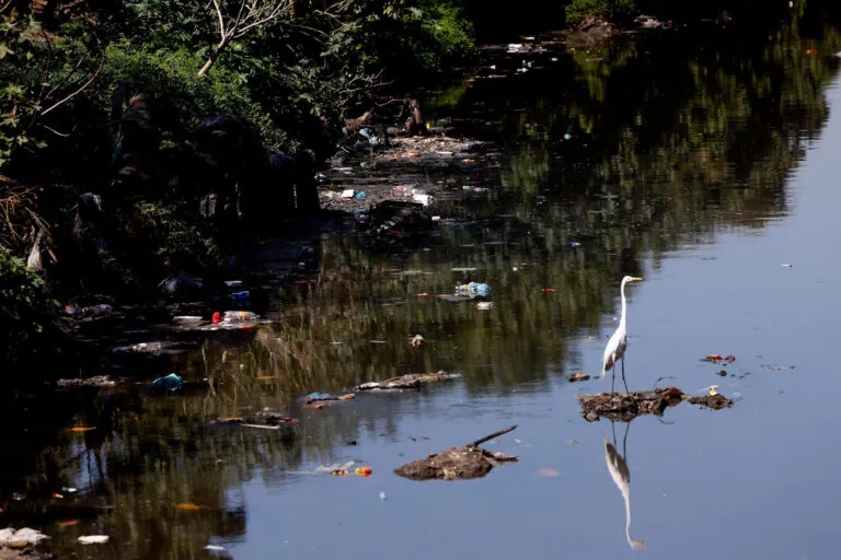 Como avaliar a poluição nos nossos rios? A lontra neotropical é uma das respostas
