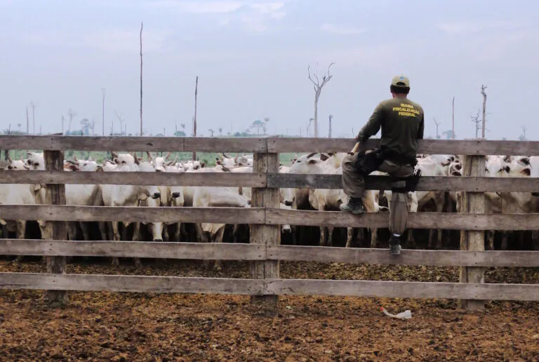 Apenas 5% das condenações do MPF a infratores na Amazônia são pagas