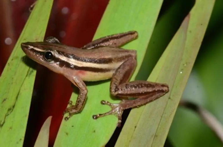 Até 2100, mais de 80% das espécies de anfíbios do Pantanal e entorno perderão áreas adequadas