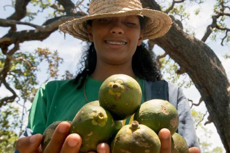 Cooperação internacional fortalece restauração da Caatinga e do Cerrado