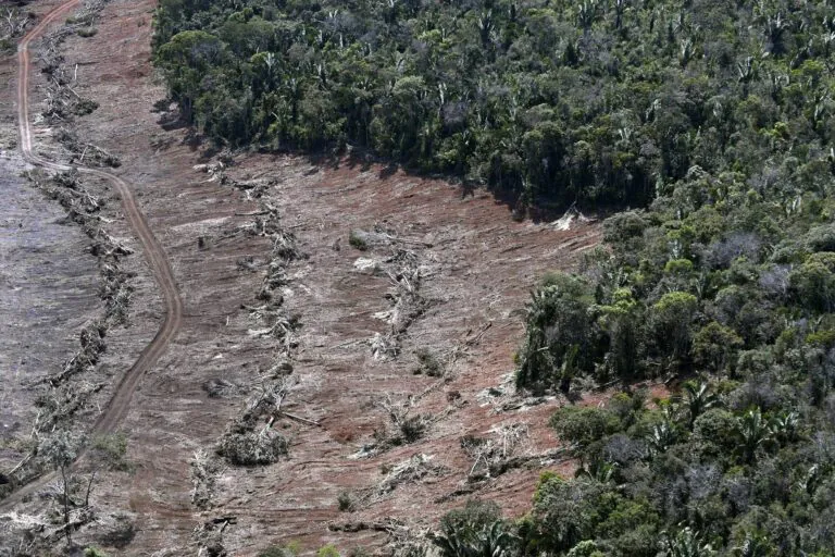 É hora de salvar as porções mais ricas em vida selvagem e carbono na Mata Atlântica