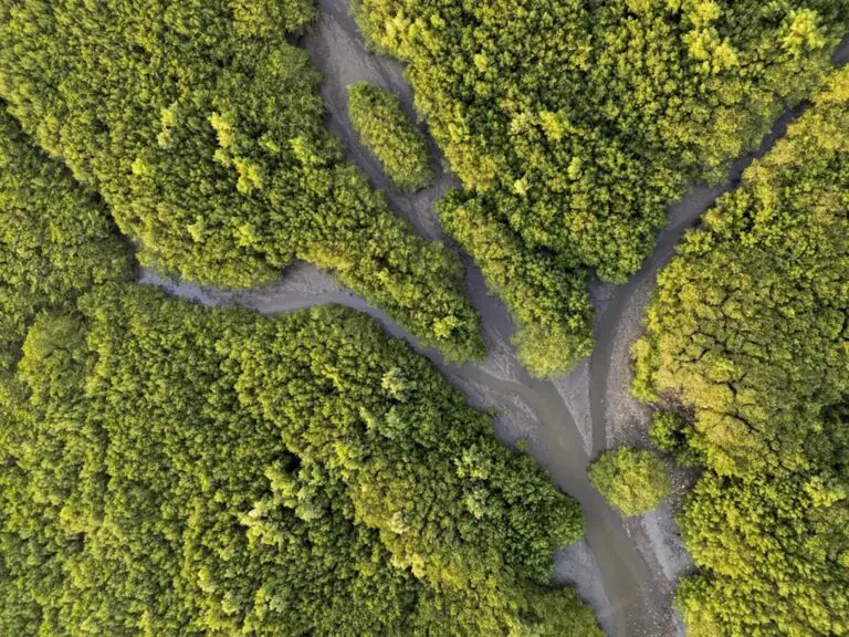 A Natureza como Sujeito de Direitos: Mudança Conceitual ou Marketing Ecológico?