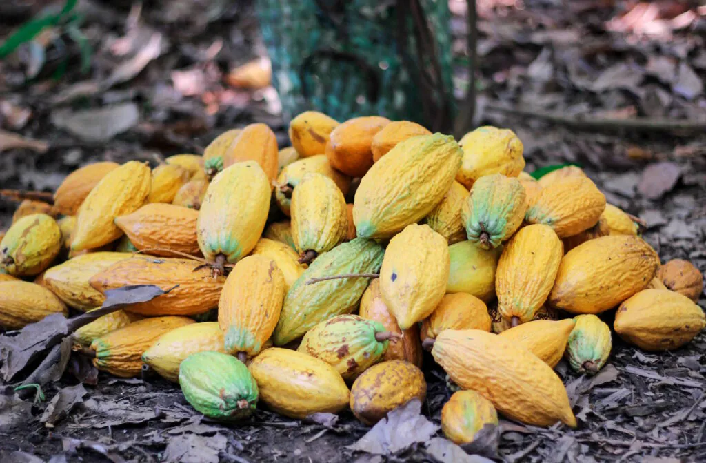 A floresta pede um pedaço: quando o chocolate amarga na boca