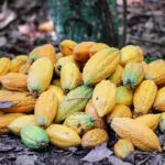 A floresta pede um pedaço: quando o chocolate amarga na boca