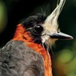 Aves estão desaparecendo em áreas preservadas da Amazônia