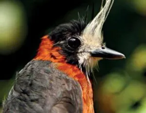 Aves estão desaparecendo em áreas preservadas da Amazônia