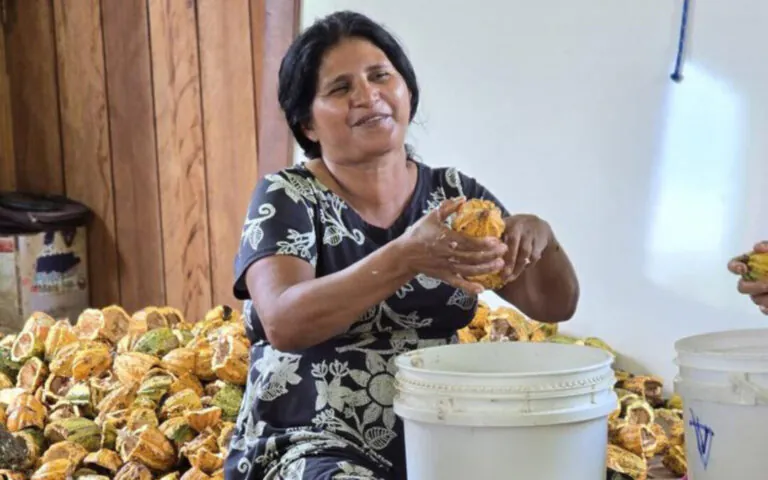 Cacau silvestre renasce na Reserva Chico Mendes