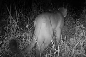 Câmera flagra primeira travessia de onça-parda em viaduto vegetado