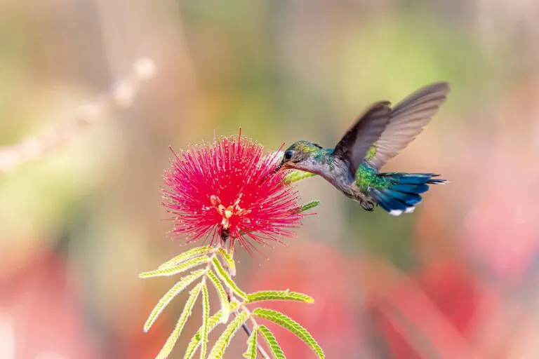 Cerrado em Cores: um mergulho no fantástico mundo das flores e beija-flores