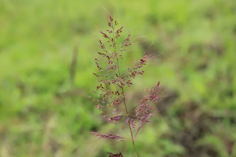 Conheça oito espécies da flora invasora que ameaçam a biodiversidade brasileira