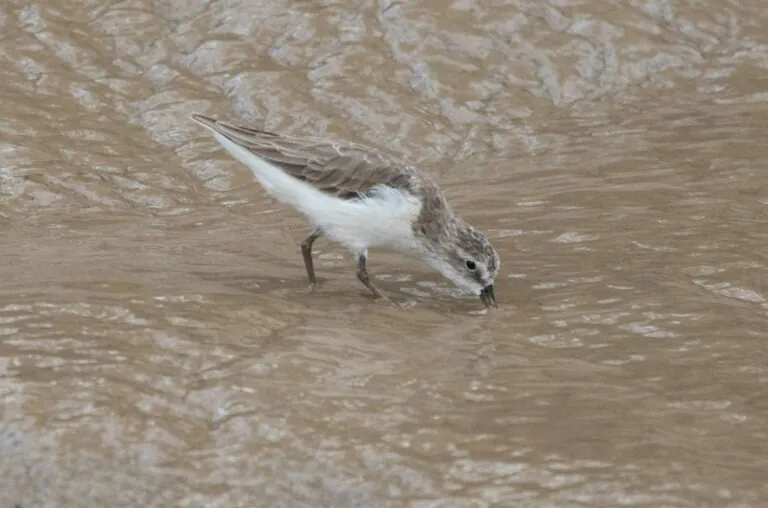 Elevação do nível do mar ameaça aves limícolas migratórias