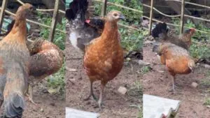 Galinha nasce com características de duas espécies em RO