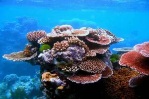 Lei do Mar: o compromisso com o oceano e o clima é agora