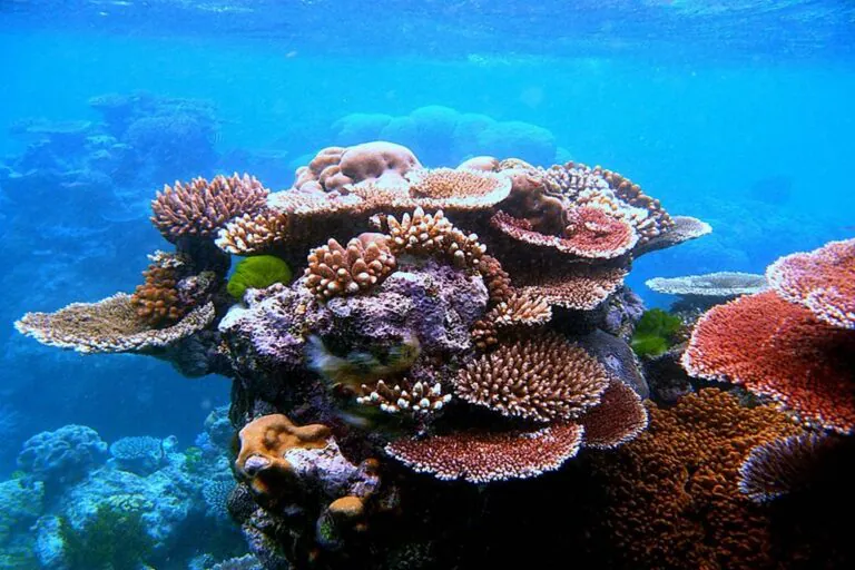 Lei do Mar: o compromisso com o oceano e o clima é agora