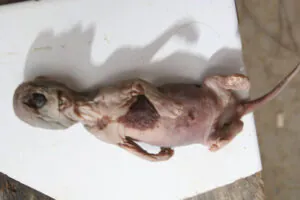 O caso do filhote de 'Mapinguari' que intrigou Manaus