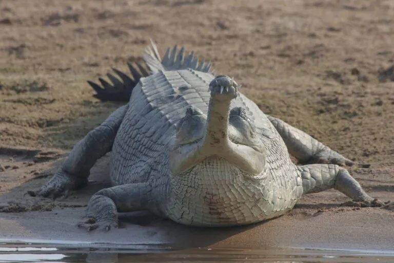 Os Crocodilos Perdidos da Amazônia