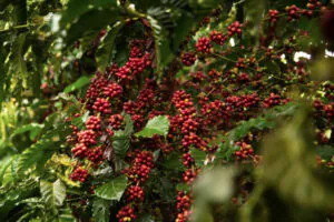 Produção de café no Amazonas deve atingir a marca de 2,2 mil toneladas em 2025