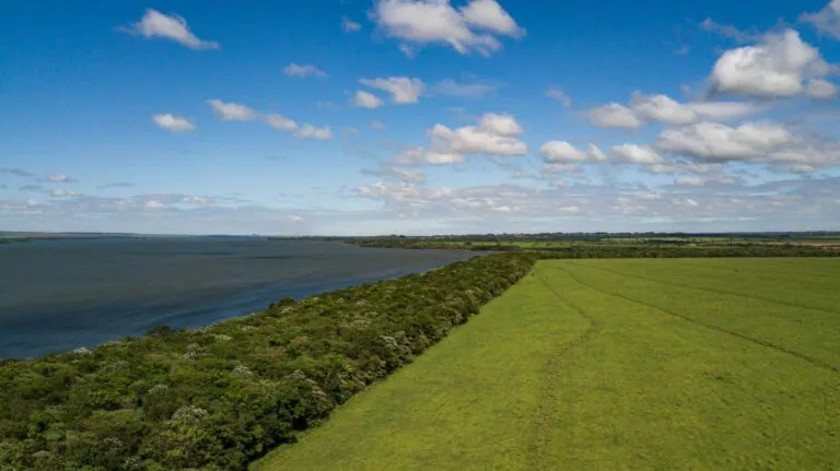 Projeto de restauração chega a 10 milhões de mudas plantadas no interior de SP