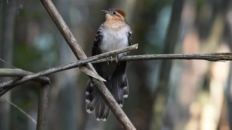 a ave parasita da Amazônia