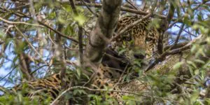 relembre 3 casos na Amazônia