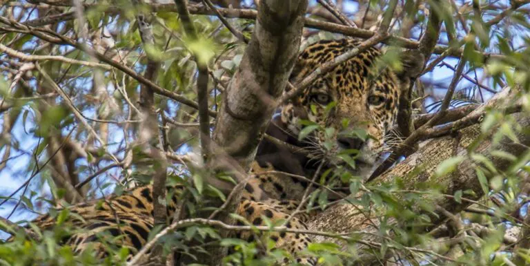 relembre 3 casos na Amazônia