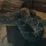 2 serpentários para ver na Amazônia