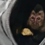 Ação prende casal que capturou macaco-prego no Parque Nacional da Tijuca
