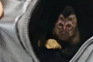 Ação prende casal que capturou macaco-prego no Parque Nacional da Tijuca
